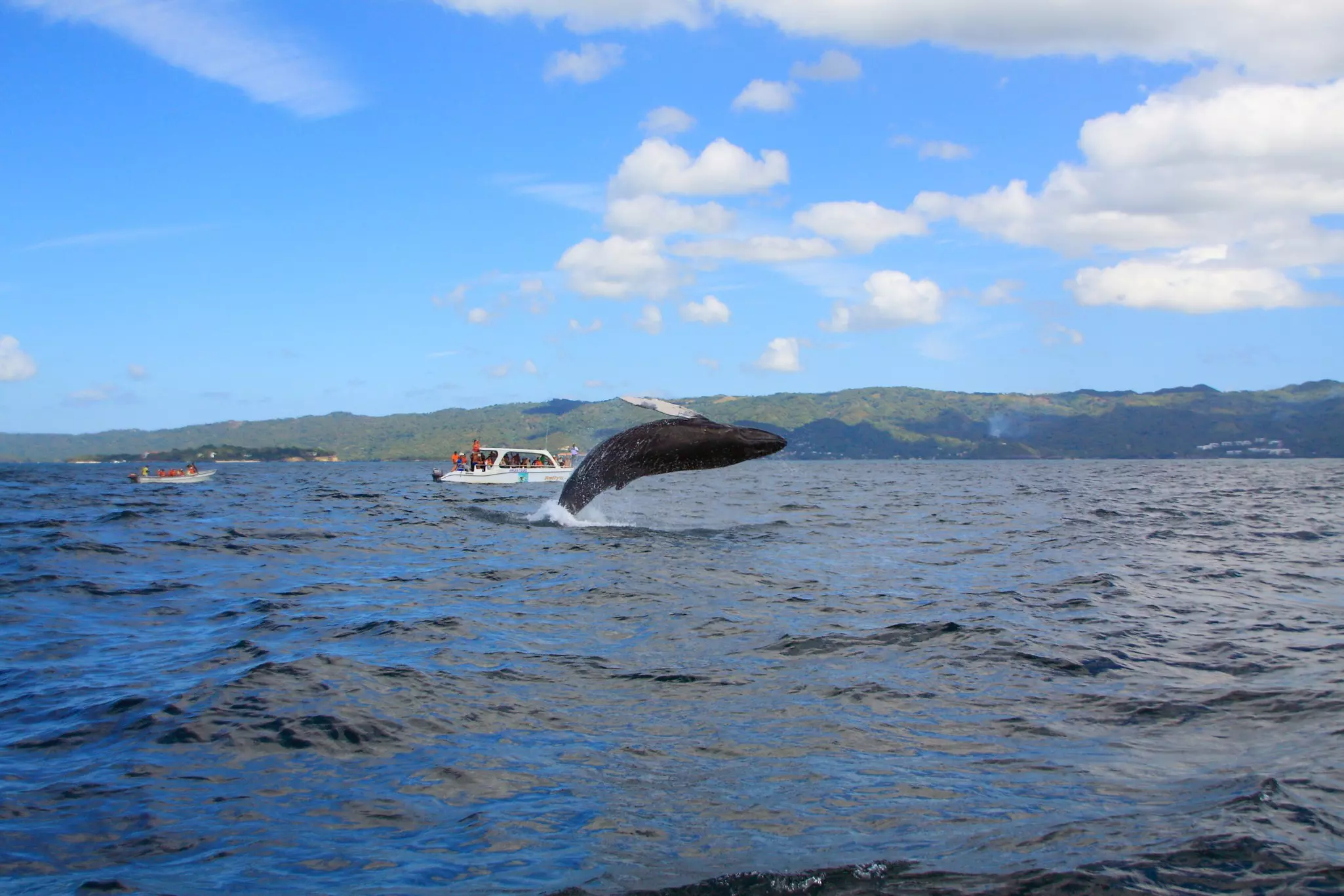 whale watching in the bay of samana, dominican republic, caribbean