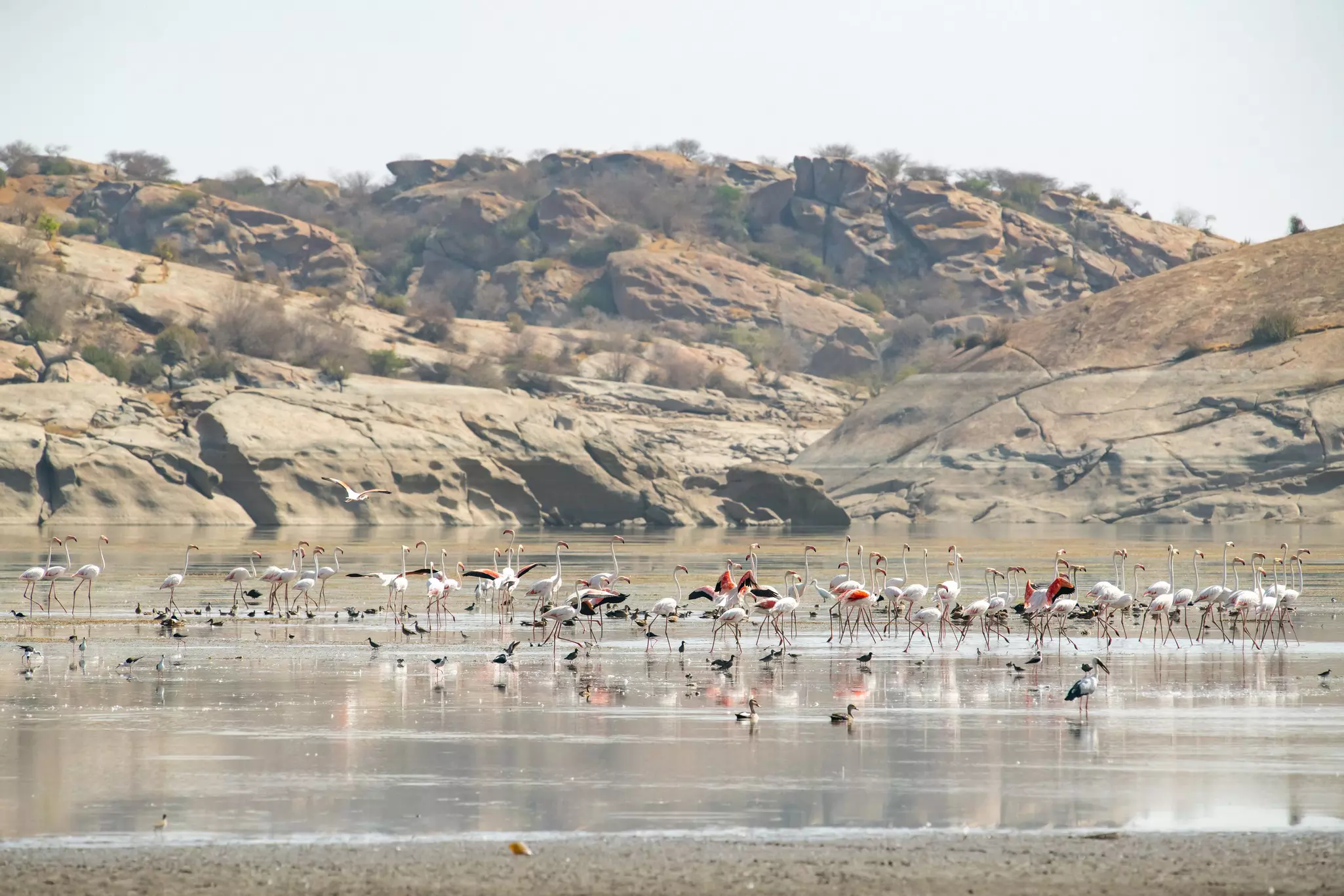 A shallow lake filled with long-legged birds.