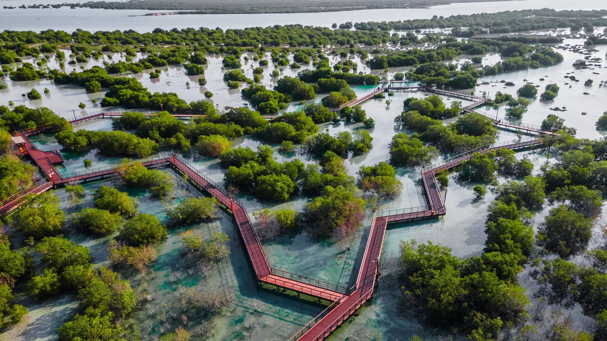 Where the desert meets the sea, mangroves flourish © malangusha / Shutterstock
