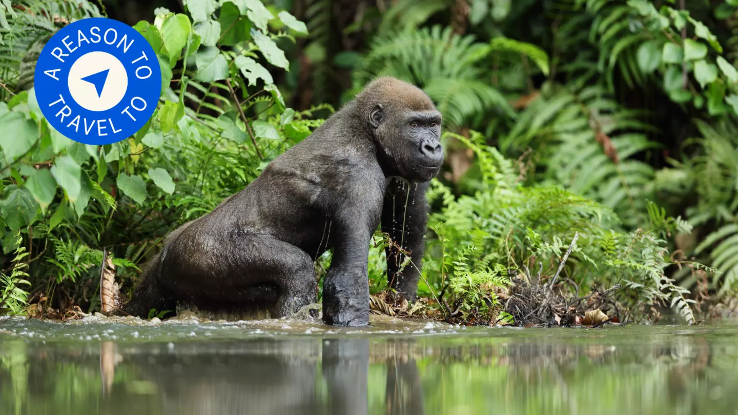 Gorillas are among the wondrous wildlife you can spot on a safari in Gabon © Michal Jirous / Shutterstock