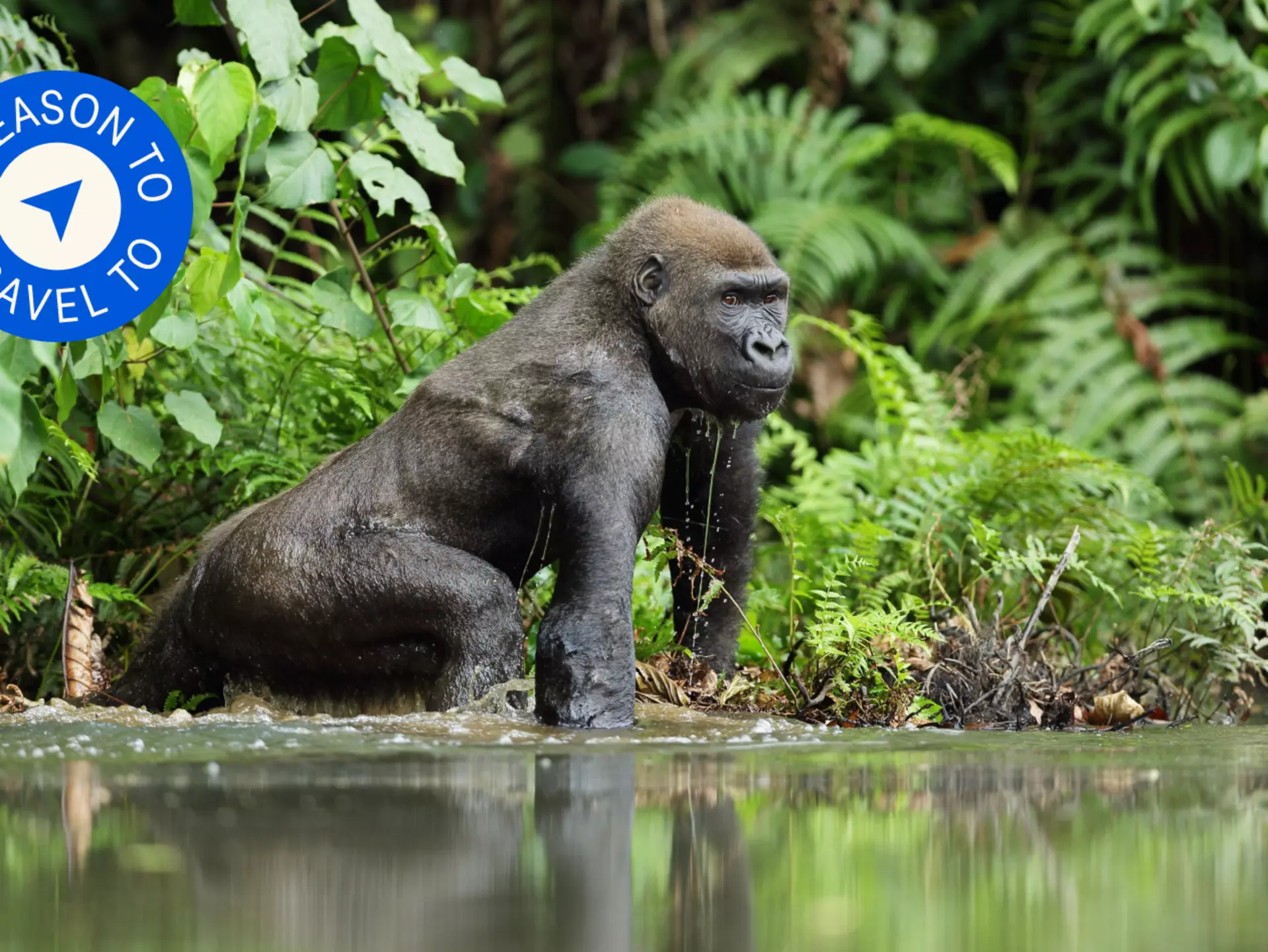 Gorillas are among the wondrous wildlife you can spot on a safari in Gabon © Michal Jirous / Shutterstock