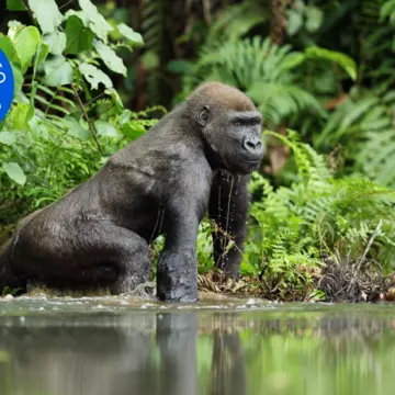Gorillas are among the wondrous wildlife you can spot on a safari in Gabon © Michal Jirous / Shutterstock