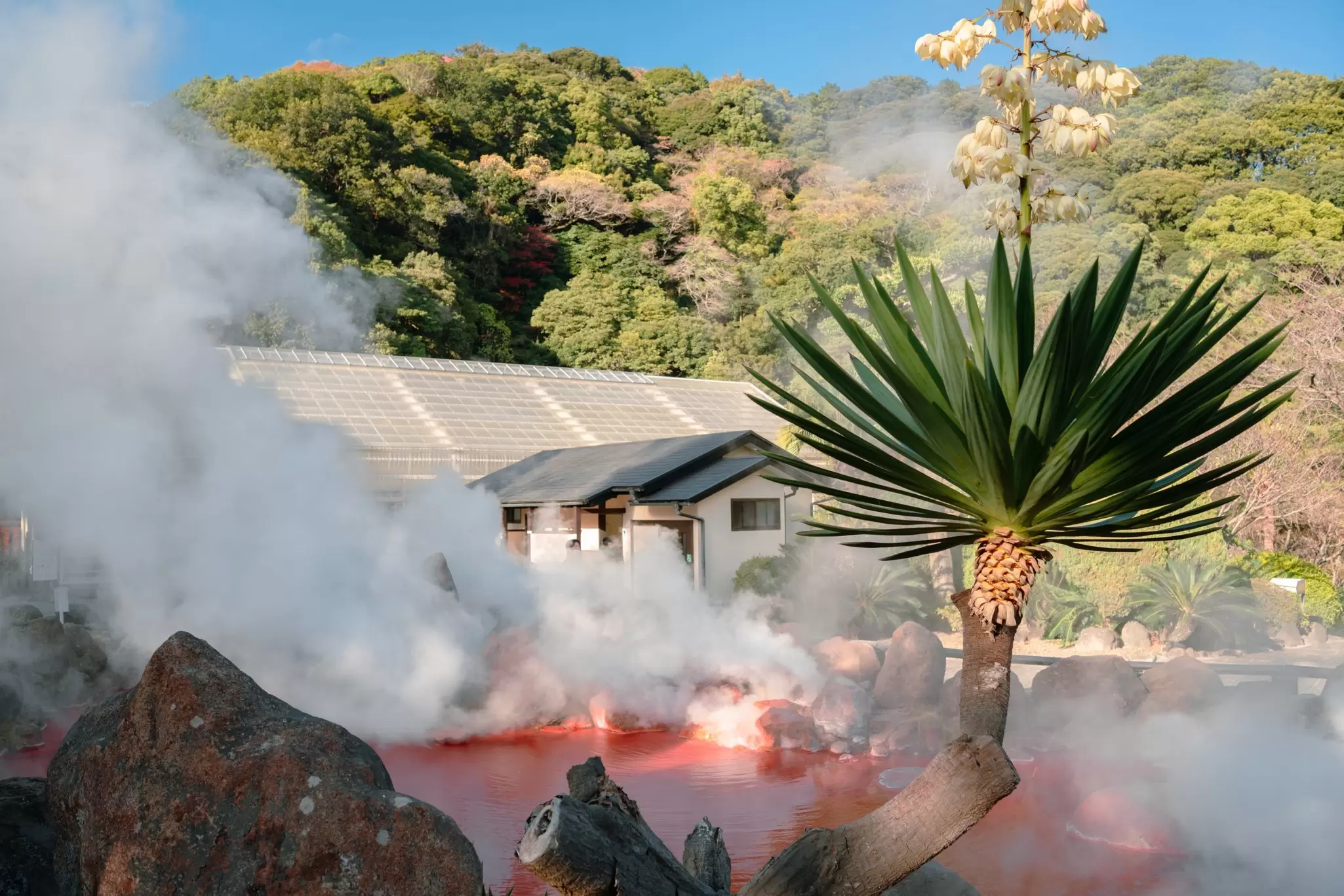 Steam rises from a pool of red water; a short palm tree is in the foreground and a small white structure in the background.