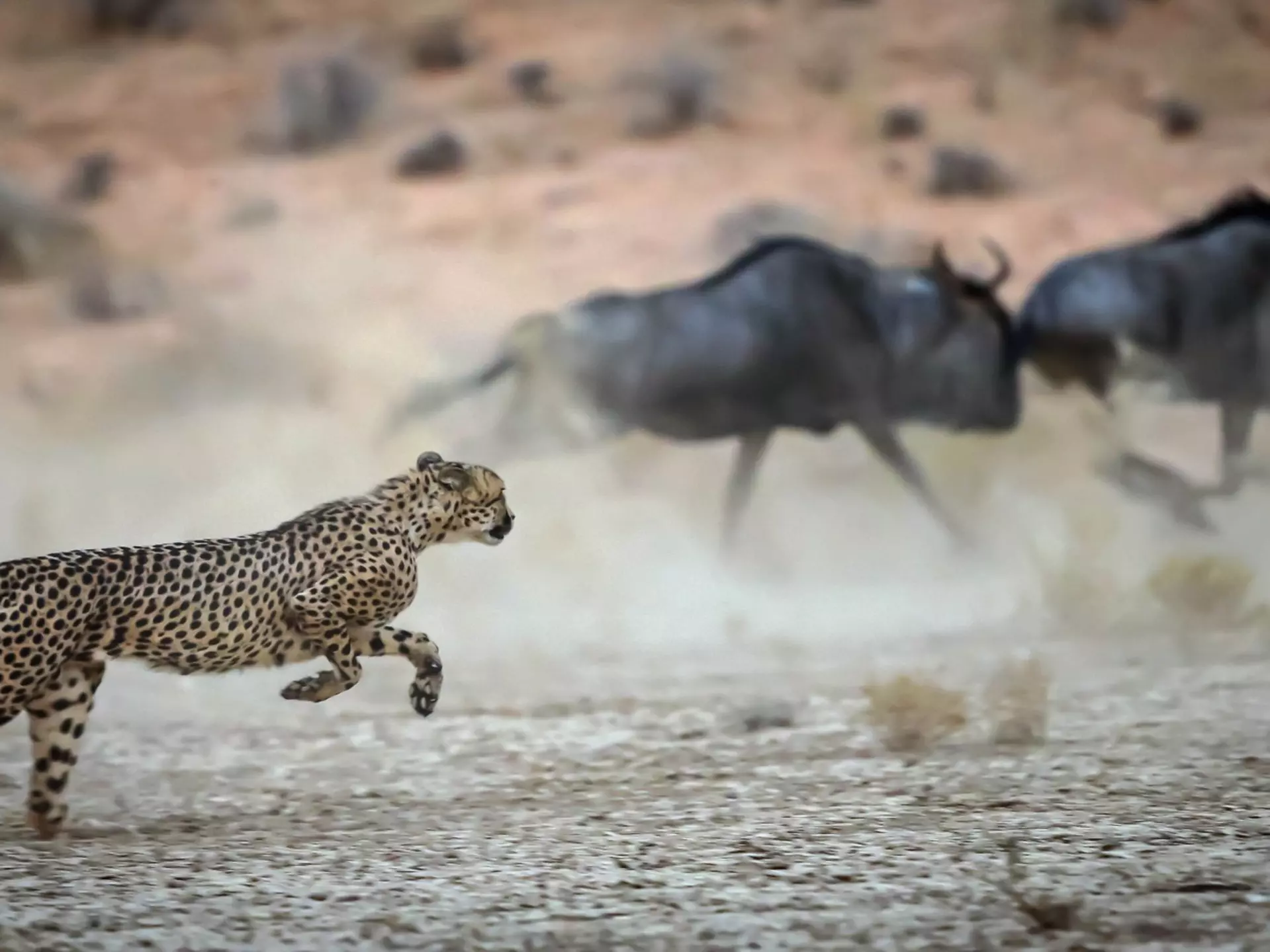 A cheetah hunting in Kgalagadi Transfrontier Park, South Africa. Andre Marais/Shutterstock