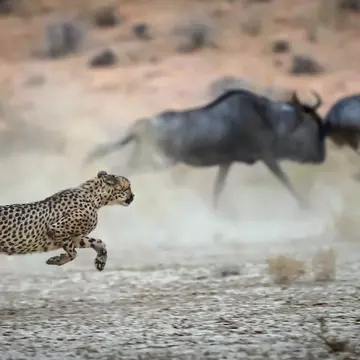 A cheetah hunting in Kgalagadi Transfrontier Park, South Africa. Andre Marais/Shutterstock