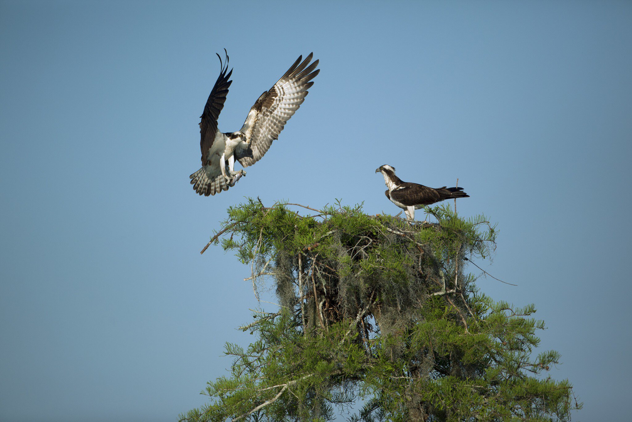 Osprey landing on nest in Atchafalaya Basin near Henderson.