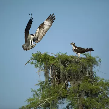 Osprey landing on nest in Atchafalaya Basin near Henderson.