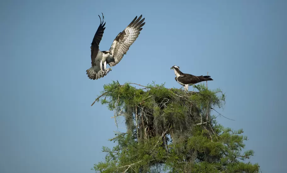 Osprey landing on nest in Atchafalaya Basin near Henderson.