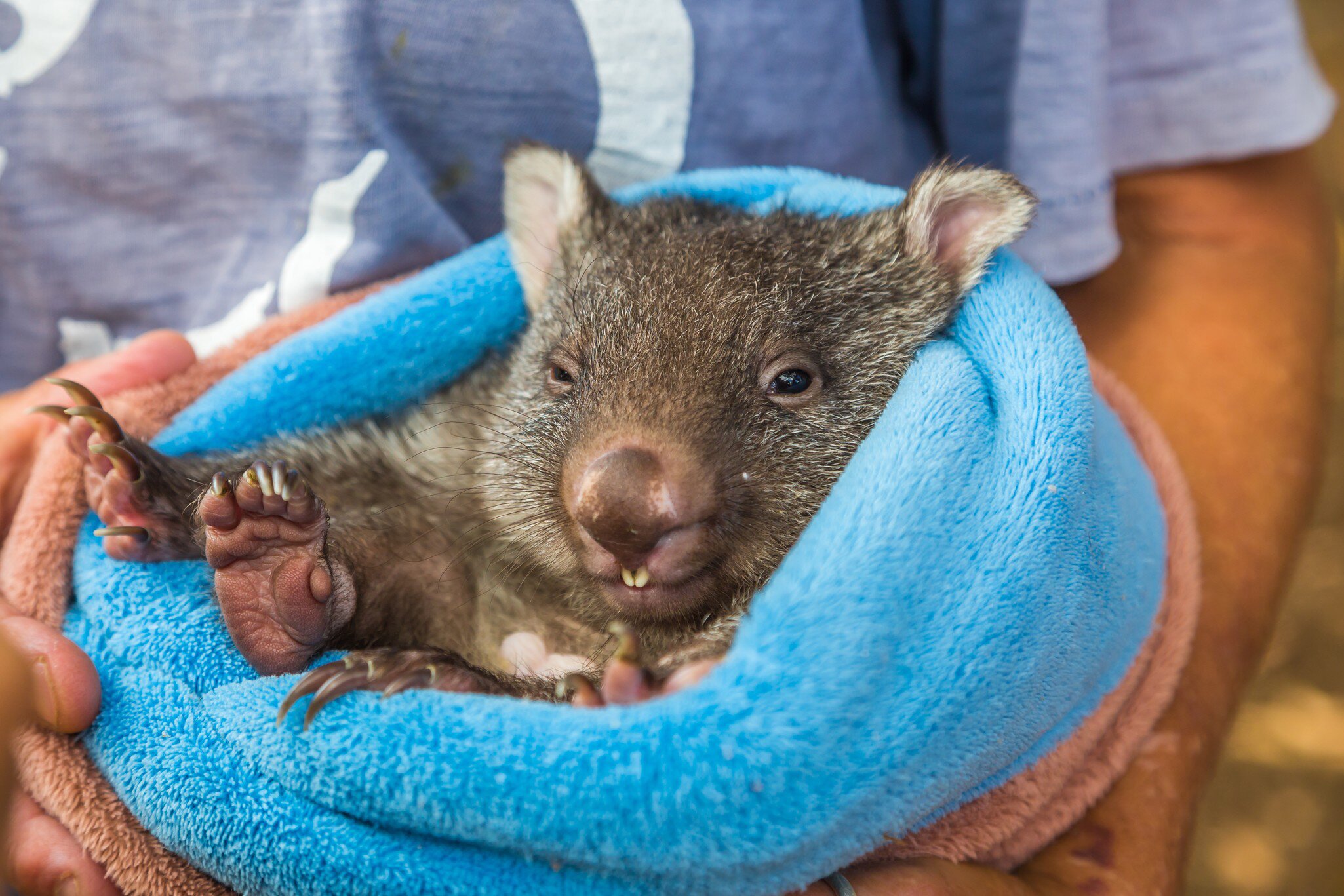 Closeup of a baby wombat marsupial position. Vombatus ursinus. Trowunna Wildlife Park, Mole Creek, Tasmania, Australia. 