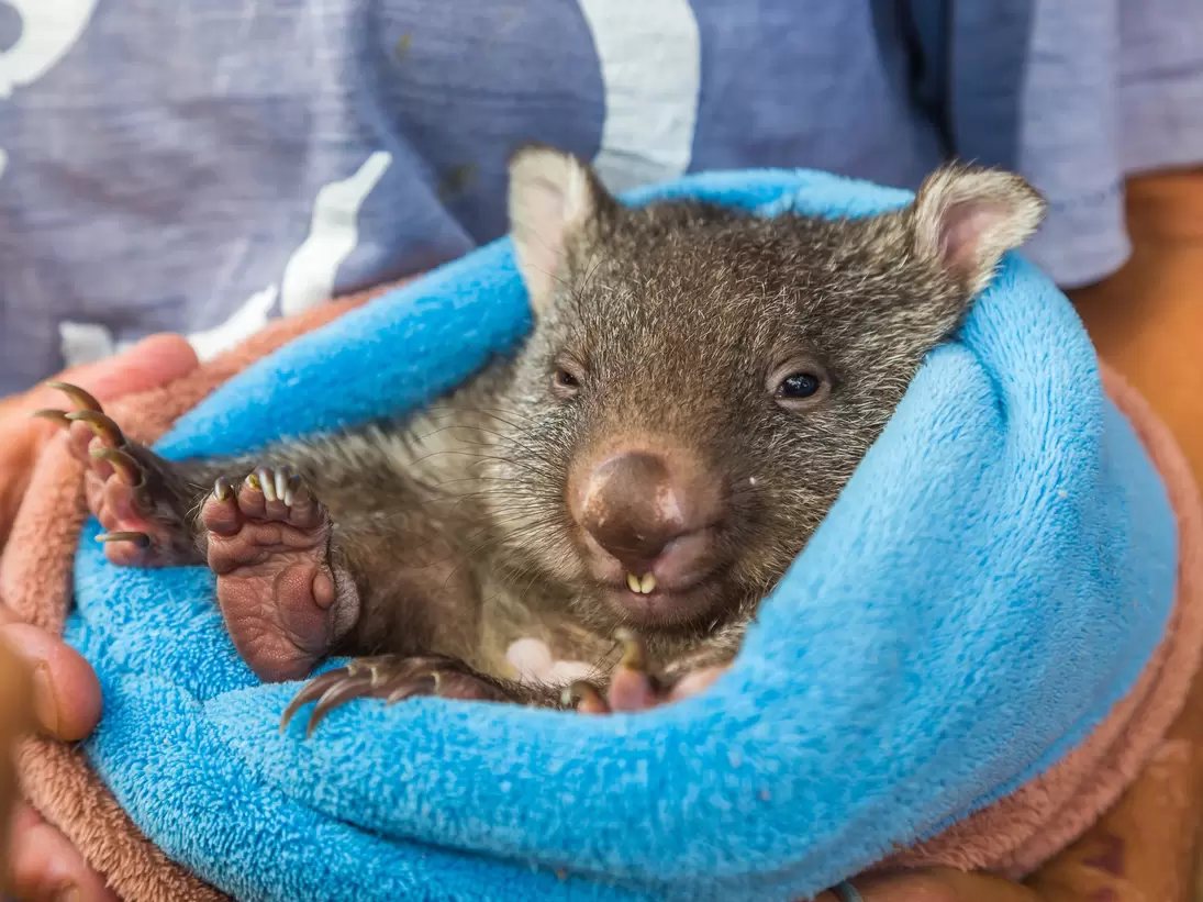 Closeup of a baby wombat marsupial position. Vombatus ursinus. Trowunna Wildlife Park, Mole Creek, Tasmania, Australia. 