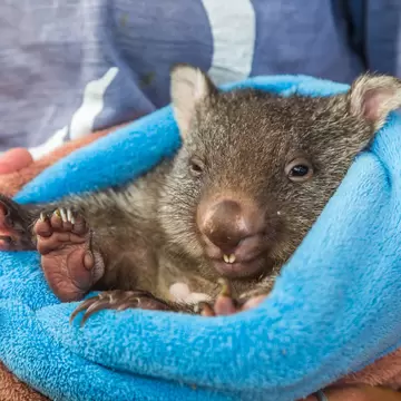 Closeup of a baby wombat marsupial position. Vombatus ursinus. Trowunna Wildlife Park, Mole Creek, Tasmania, Australia. 