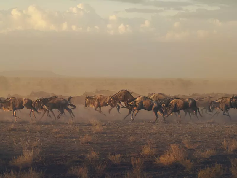 A warmly lit scene of wildebeest herd running toward their grazing grounds in the southern Serengeti.