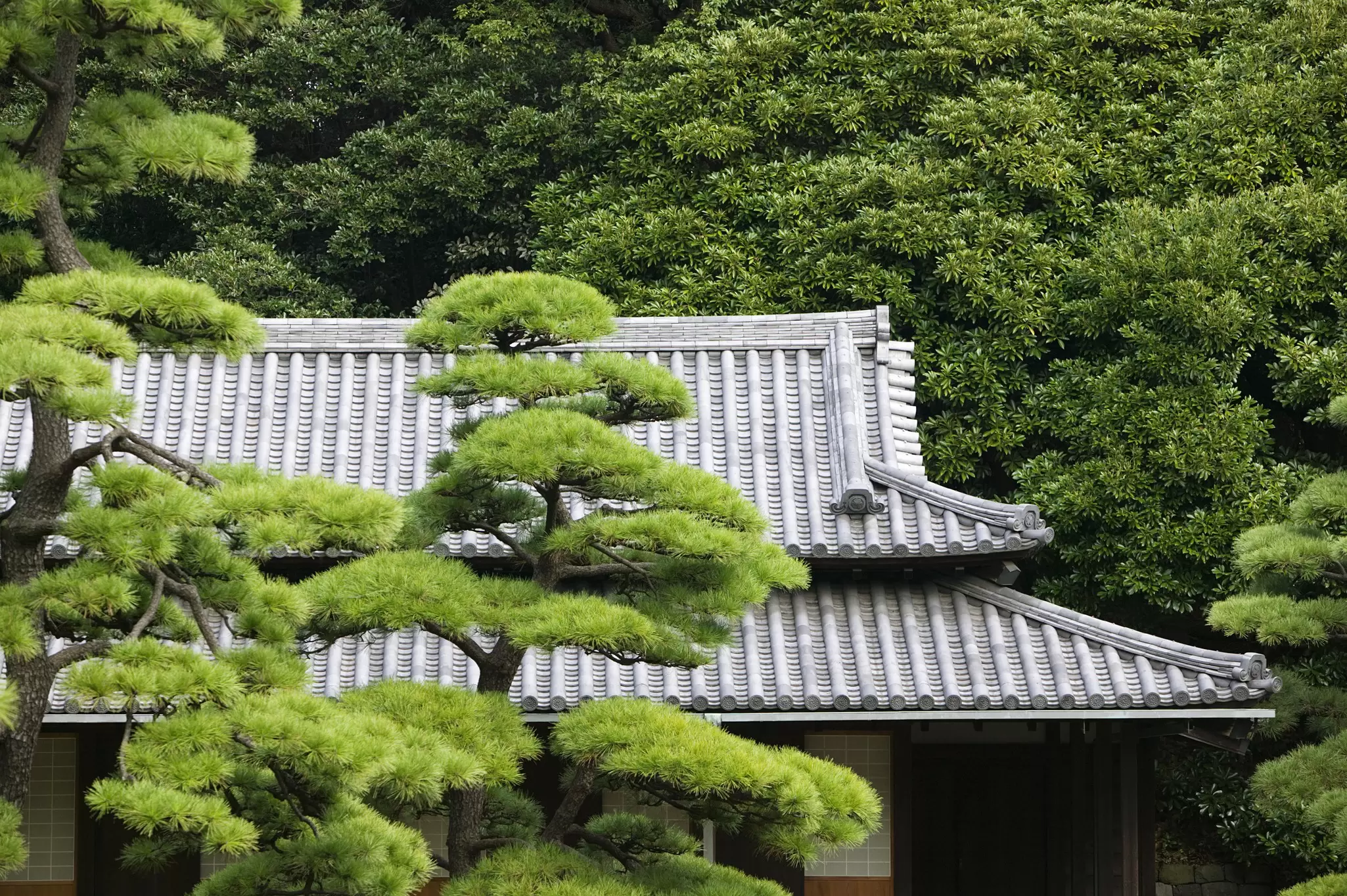 Japan, Tokyo, Tokyo Imperial Palace, Rooftop of Otemon (East Gate) seen through trees
History Architecture Horizontal Outdoors Japan Roof Famous Place Japanese Culture Pine Tree Day High Section Tokyo - Japan Shanhaiguan Pass No People Building Exterior Photography Capital Cities Imperial Palace - Tokyo Roof Tile Pinaceae
