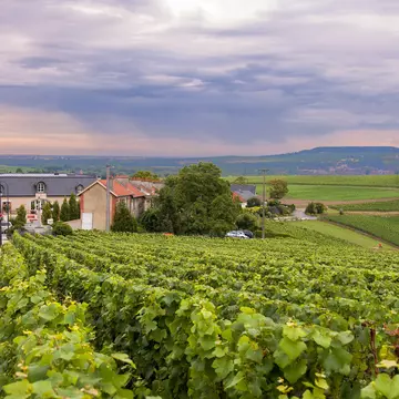 View Vineyards in Epernay. France