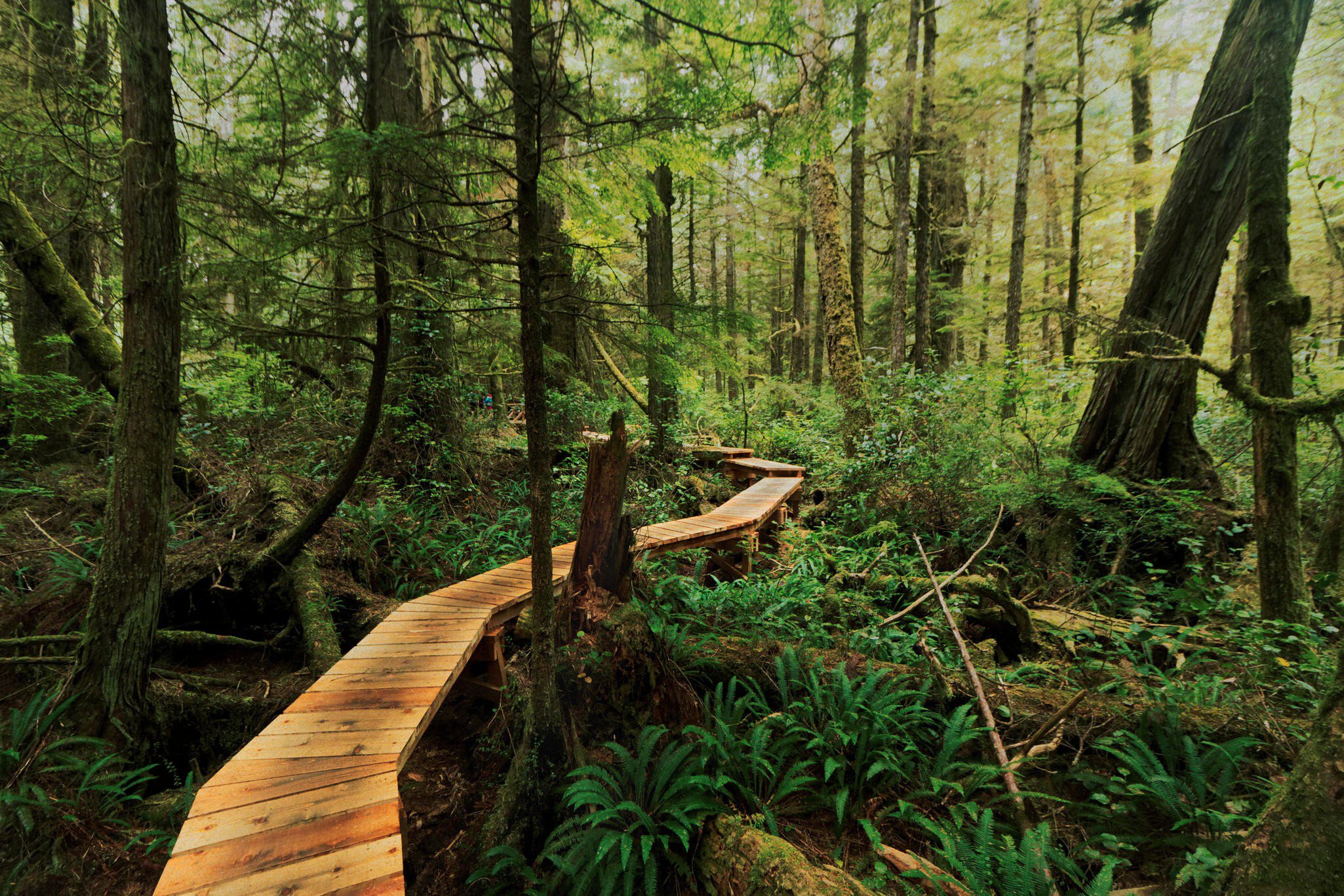 Boardwalk through the rainforest of Vancouver Island British Columbia.
