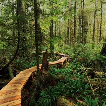 Boardwalk through the rainforest of Vancouver Island British Columbia.
