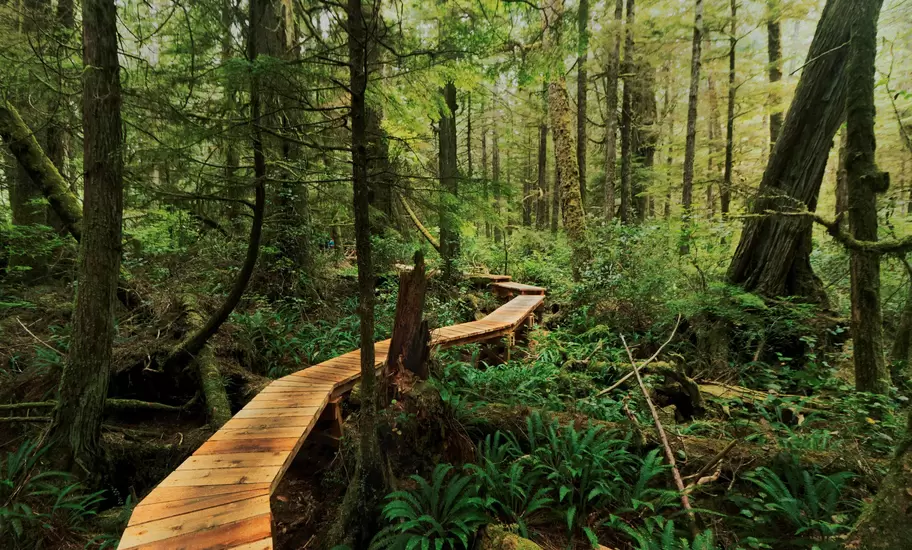 Wooden boardwalk winding through mossy temperate rainforest in British Columbia, ferns and tall cedars on both sides
