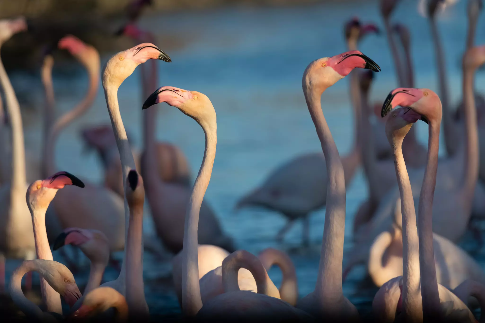 Take the train to see flamingos in the Camargue wetlands in France © Getty Images