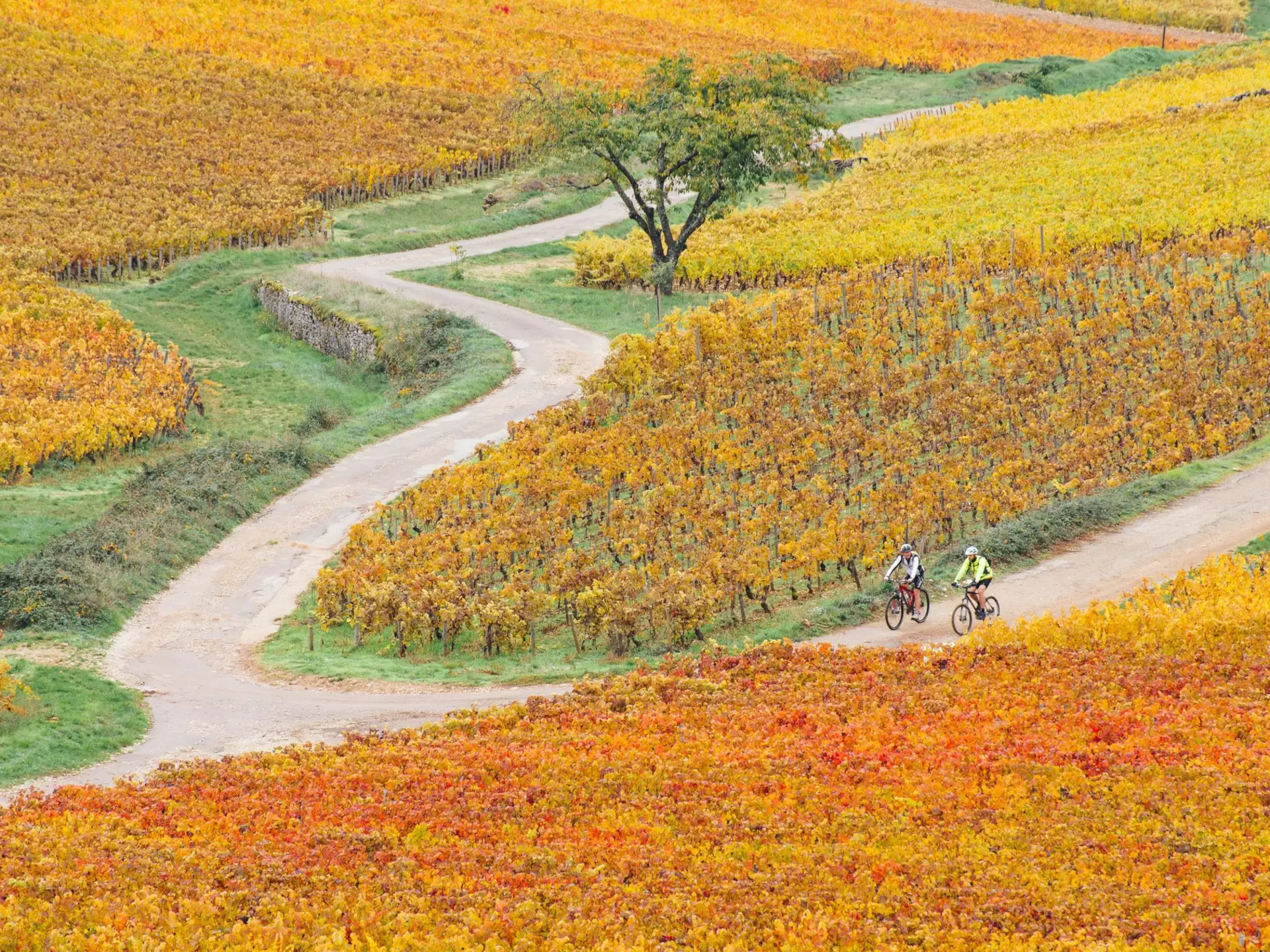 Bike ride in orange vines in autumn. Autumn Burgundian vineyard. Harvest period. Côte-d'Or in Burgundy. Vignes de Beaune. Pinot noir and Gamay. Viticulture in France. Wine route, License Type: media, Download Time: 2026-03-23T15:11:22.000Z, User: bhealy950, Editorial: false, purchase_order: 65050 - Digital Destinations and Articles, job: Lonely Planet Online Editorial, client: Best time to visit Burgundy, other: Brian Healy