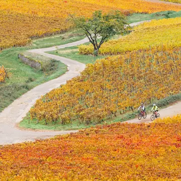 Bike ride in orange vines in autumn. Autumn Burgundian vineyard. Harvest period. Côte-d'Or in Burgundy. Vignes de Beaune. Pinot noir and Gamay. Viticulture in France. Wine route, License Type: media, Download Time: 2026-03-23T15:11:22.000Z, User: bhealy950, Editorial: false, purchase_order: 65050 - Digital Destinations and Articles, job: Lonely Planet Online Editorial, client: Best time to visit Burgundy, other: Brian Healy