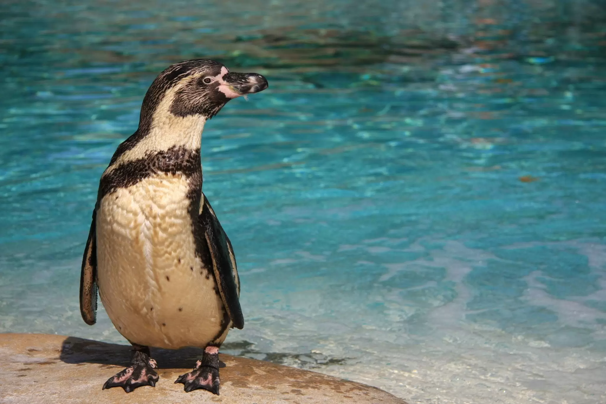 Close-up of a penguin by the waters edge at the London Zoo in Regent's Park, London, UK.