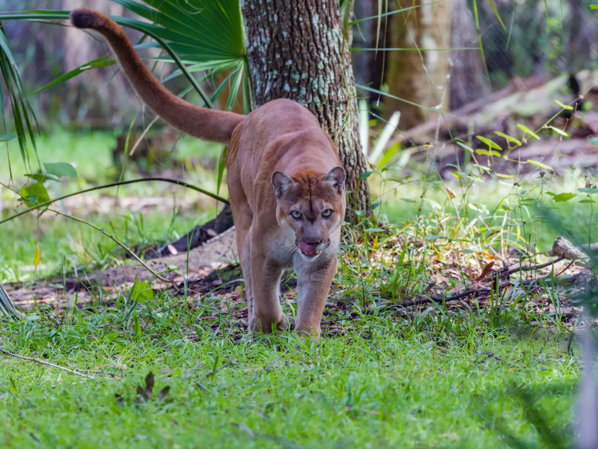 Spotting an elusive, critically endangered Florida panther in Everglades National Park will earn you serious bragging rights © Jo Crebbin / Shutterstock