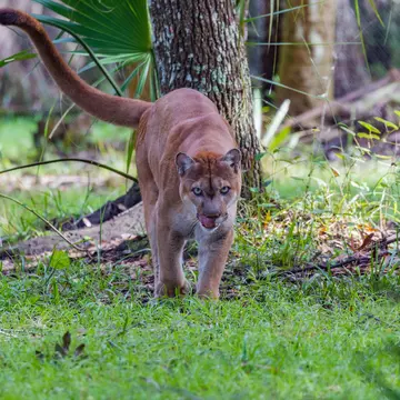 Spotting an elusive, critically endangered Florida panther in Everglades National Park will earn you serious bragging rights © Jo Crebbin / Shutterstock