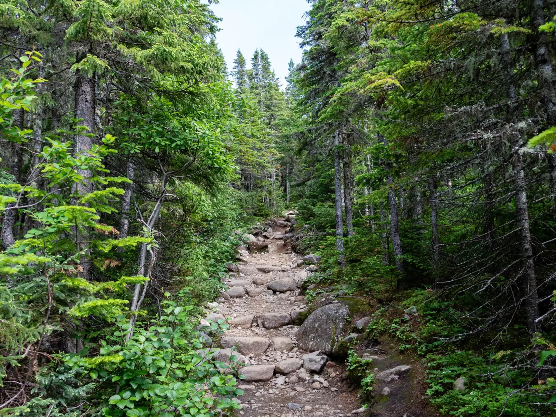  A rocky pathway lined by dense green forest on either side