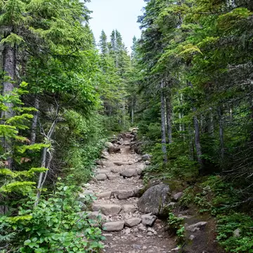  A rocky pathway lined by dense green forest on either side