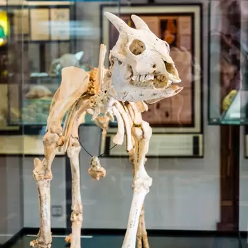 Skeleton of an extinct Balearic cave goat with short horns displayed in a glass case, Sóller, Mallorca