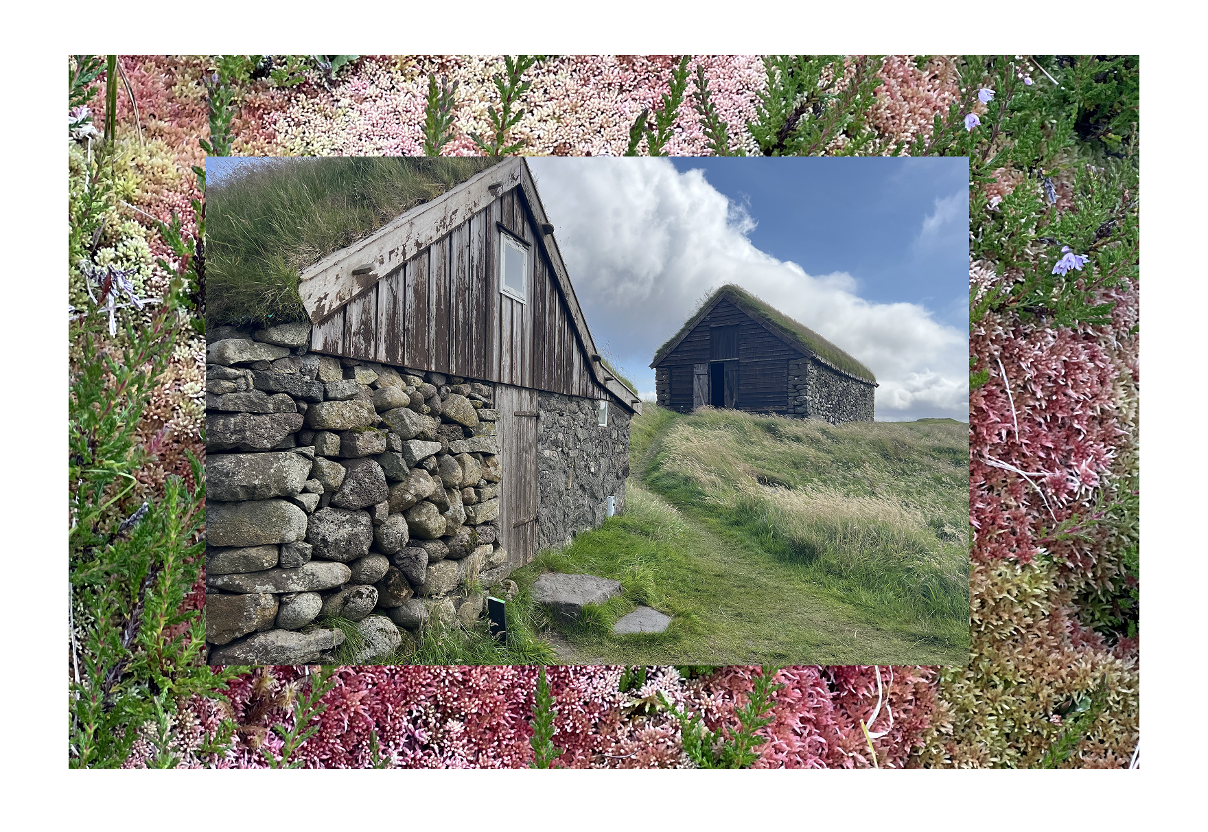 A farm museum in Hoyvík Faroe Islands, overlay over pink lichen growing on a rock in Torftavan