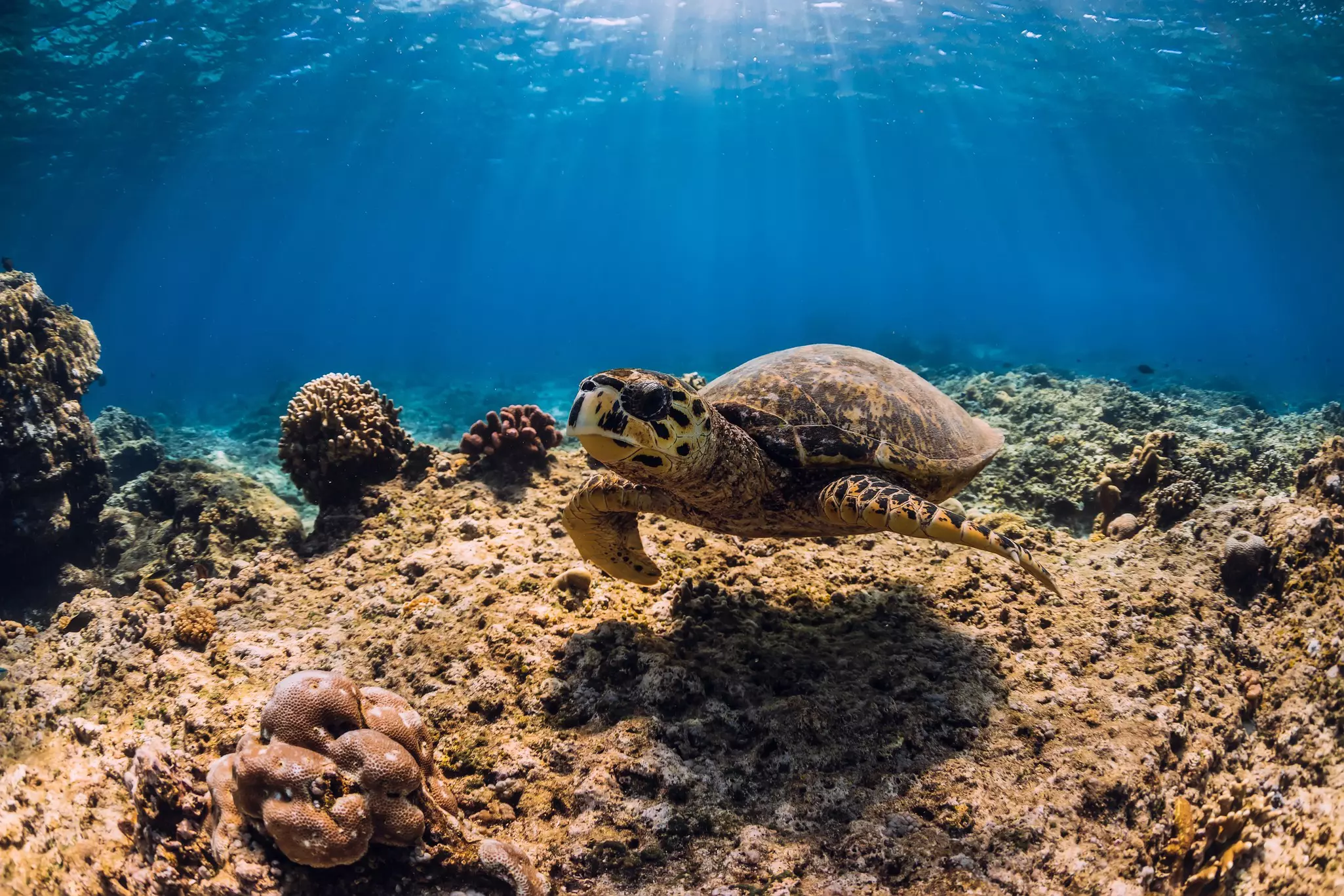 A green sea turtle swims above coral in a clear ocean with rays of sunshine filtering through to the shallows. 
