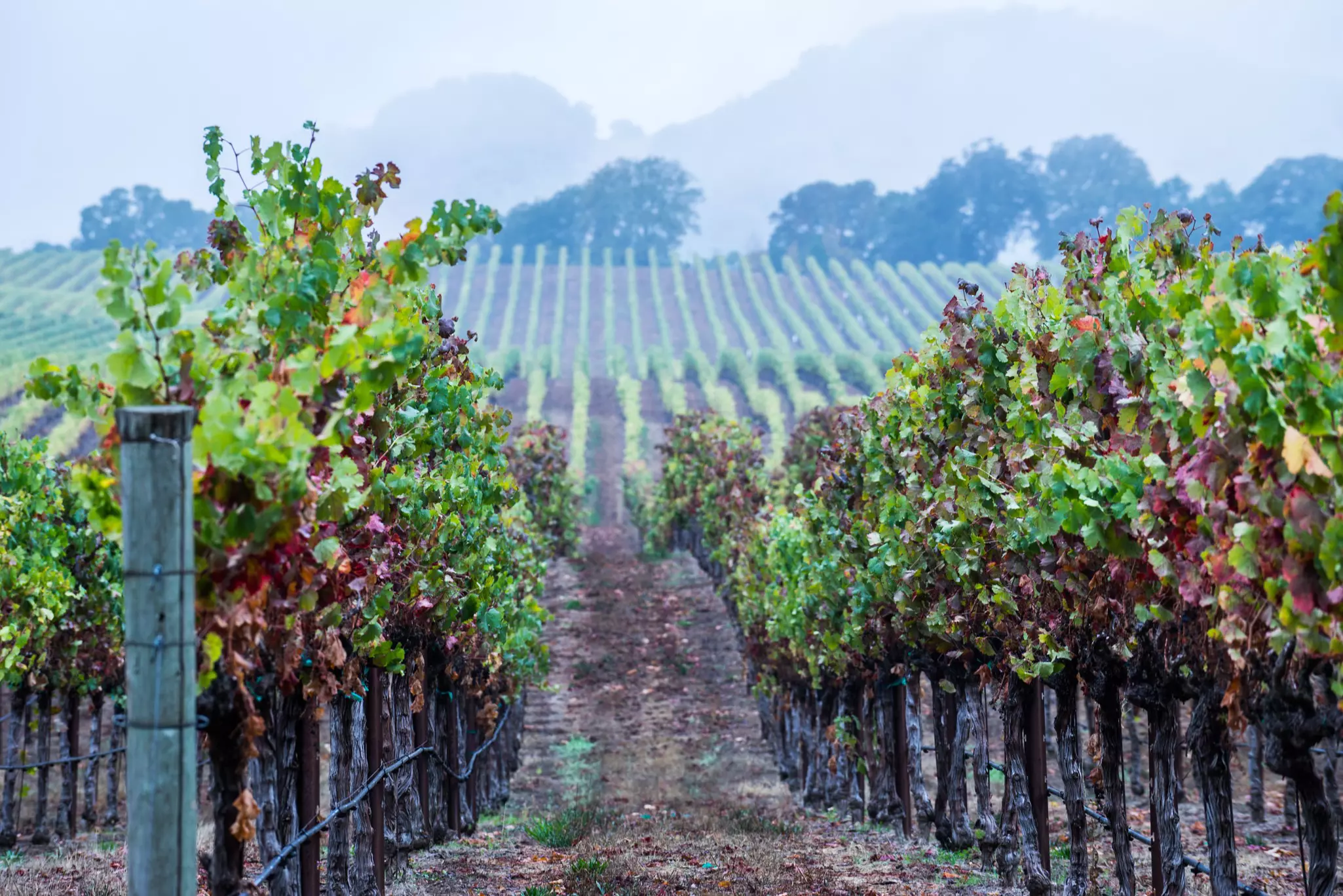 Closeup of a path through a vineyard in fall