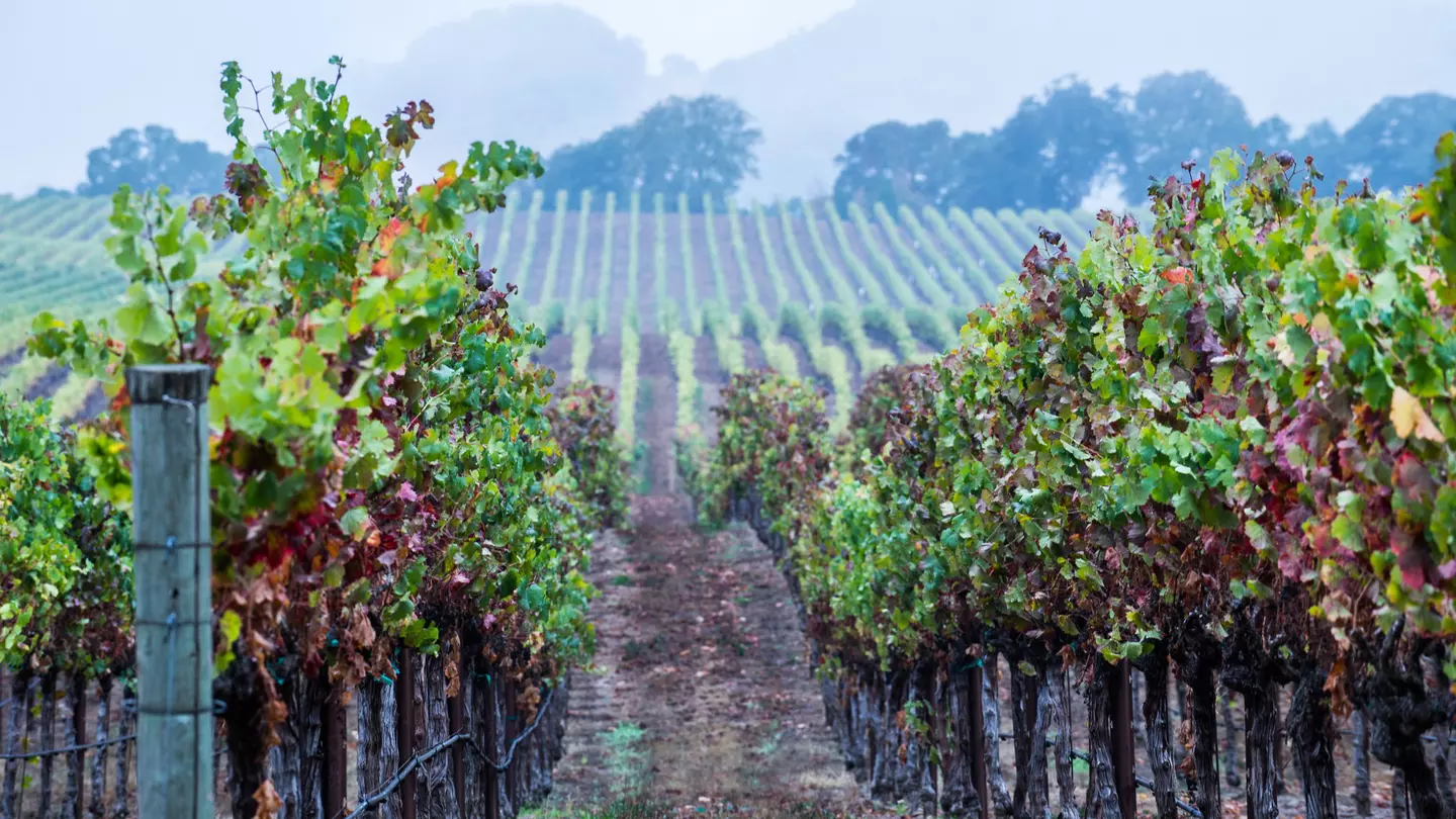 Rows of grapevines in California at dusk.