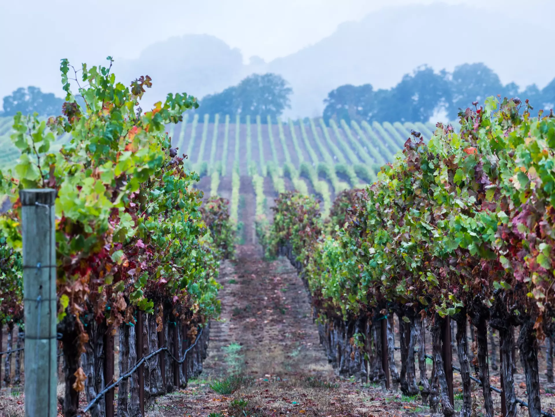 Rows of grapevines in California at dusk.