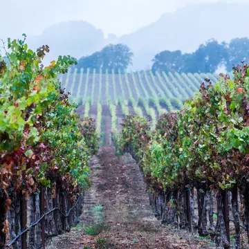 Rows of grapevines in California at dusk.