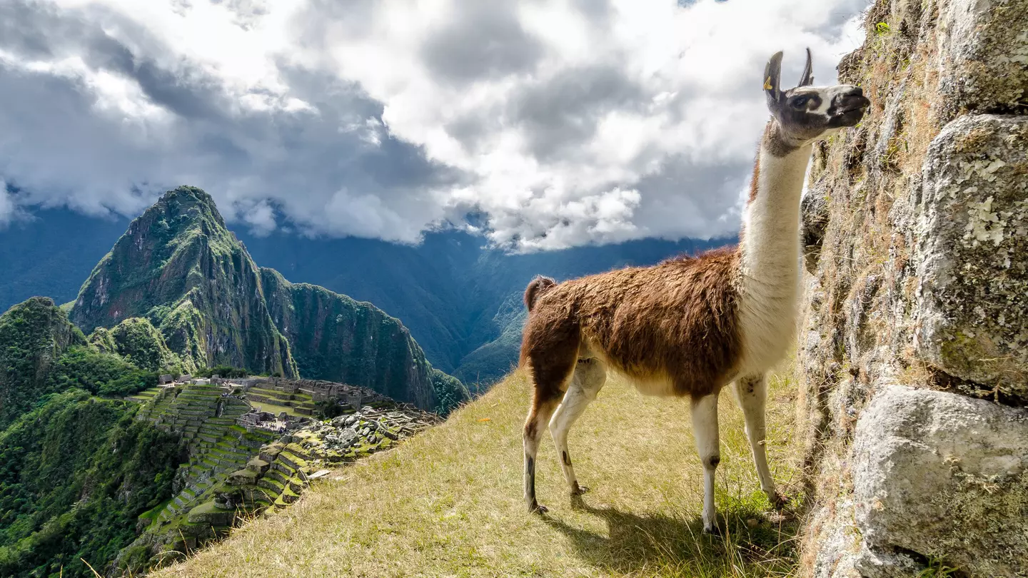 A llama with Machu Pichhu in the background © Daniel Neukirch / 500px