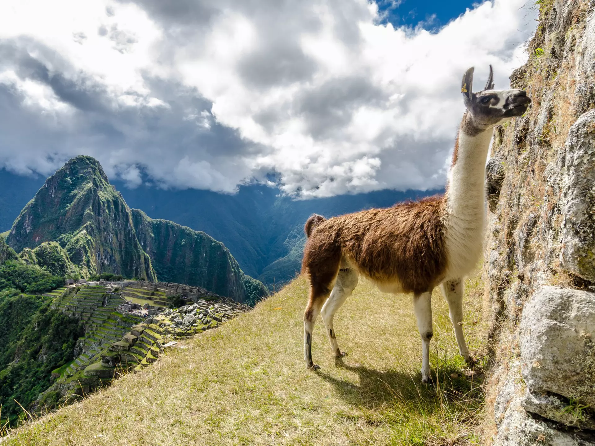 A llama with Machu Pichhu in the background © Daniel Neukirch / 500px