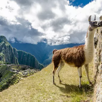 A llama with Machu Pichhu in the background © Daniel Neukirch / 500px