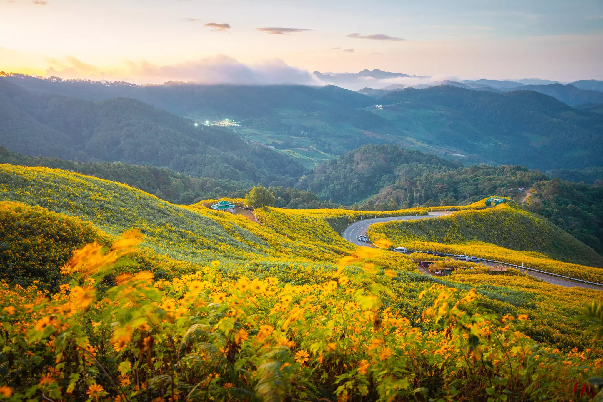 Yellow flowers grow on the hills of Thailand with a road curving through the background.