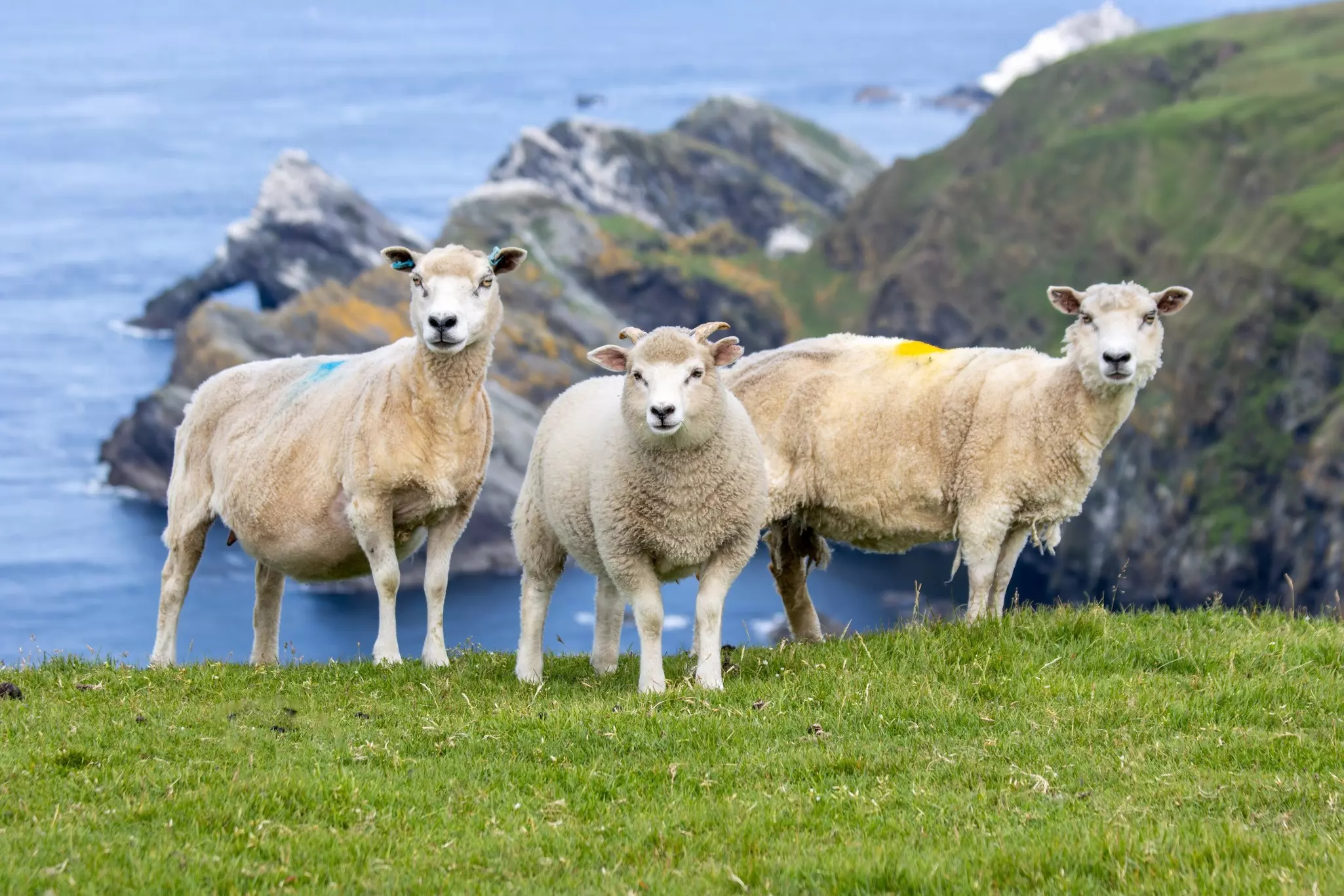 Three sheep on a clifftop overlooking the sea in the Shetland Islands, Scotland.