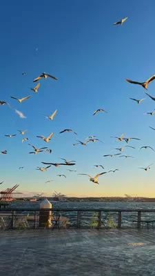 Seagulls flying at sunset with green tables and chairs on a pier. 