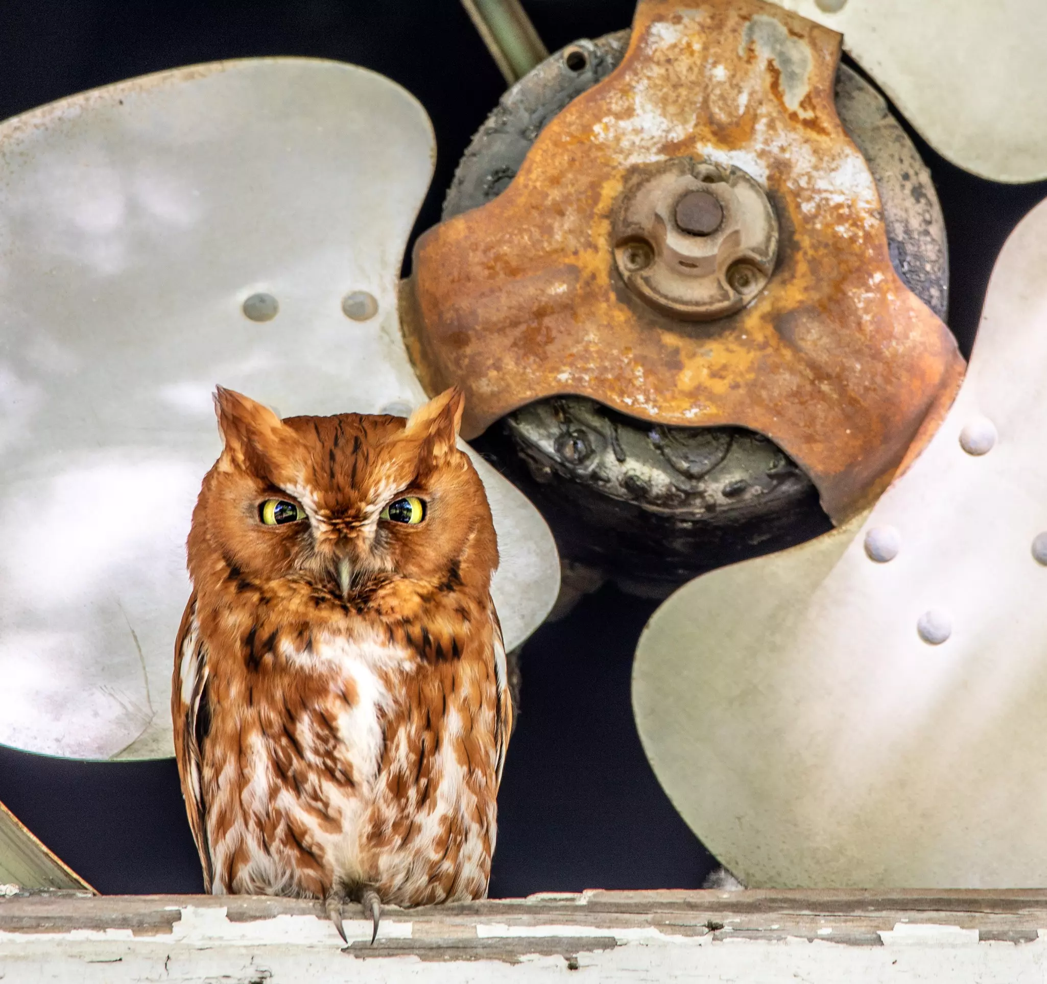 A red morph eastern screech owl, one of of the more than 430 species of birds that can be spotted in the state  © Alabama Tourism Department