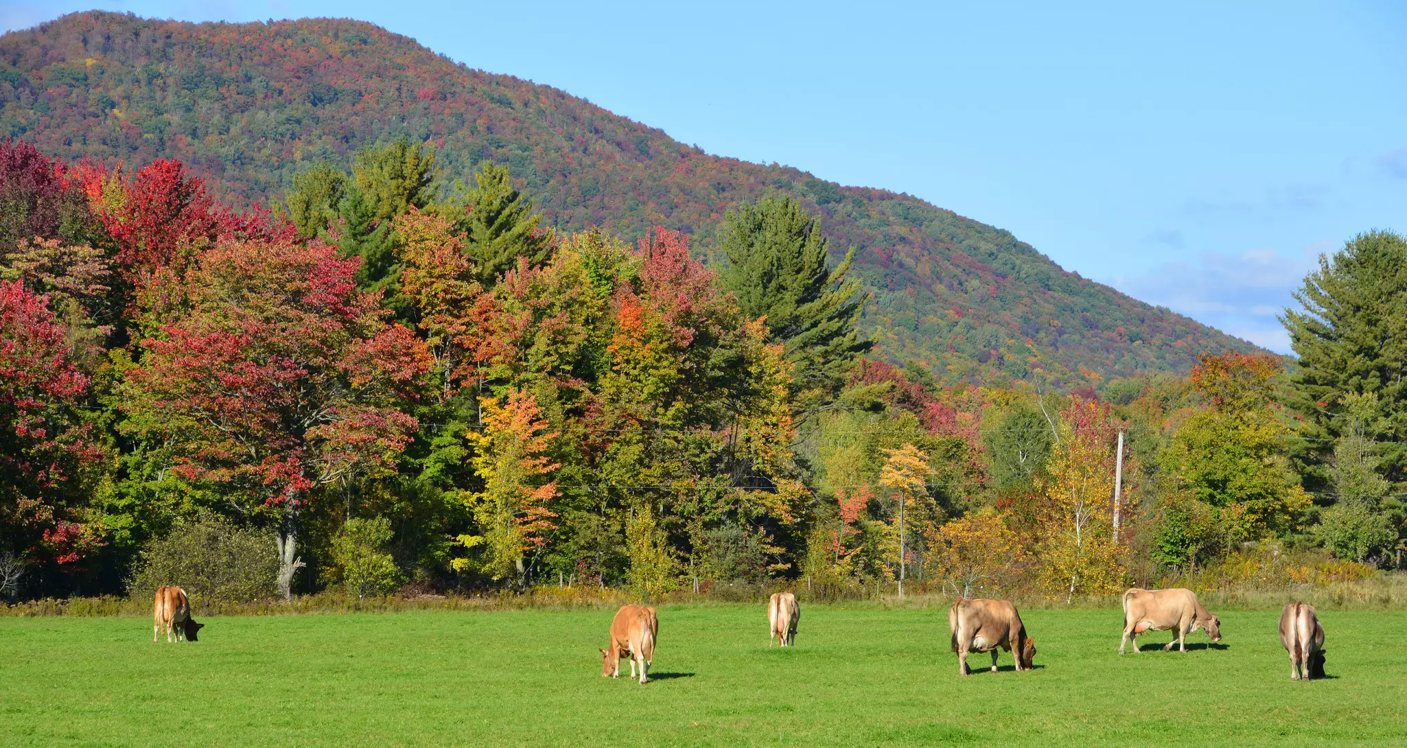 A field of cattle grazing on grass as the trees change to fall colors.
