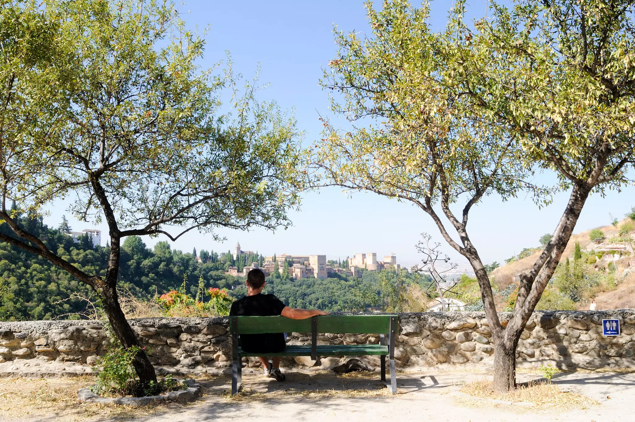 A man sits at a viewpoint under olive trees looking towards an ancient hilltop fort