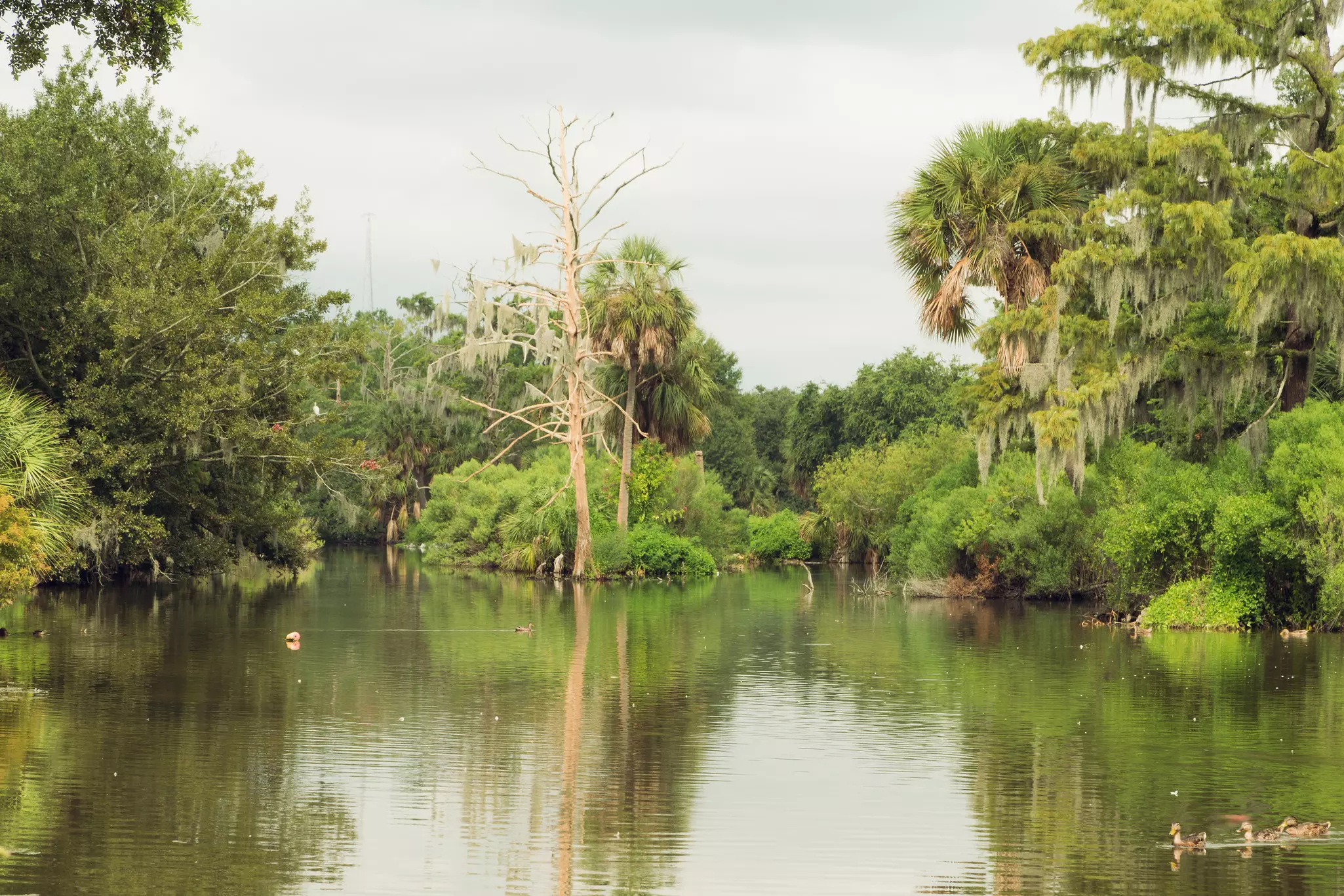 The bayou in City Park, New Orleans is captured.