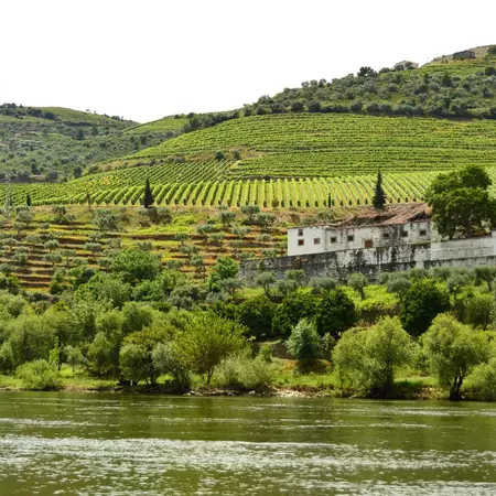 A view from the river to the vineyards of the Douro Valley. 