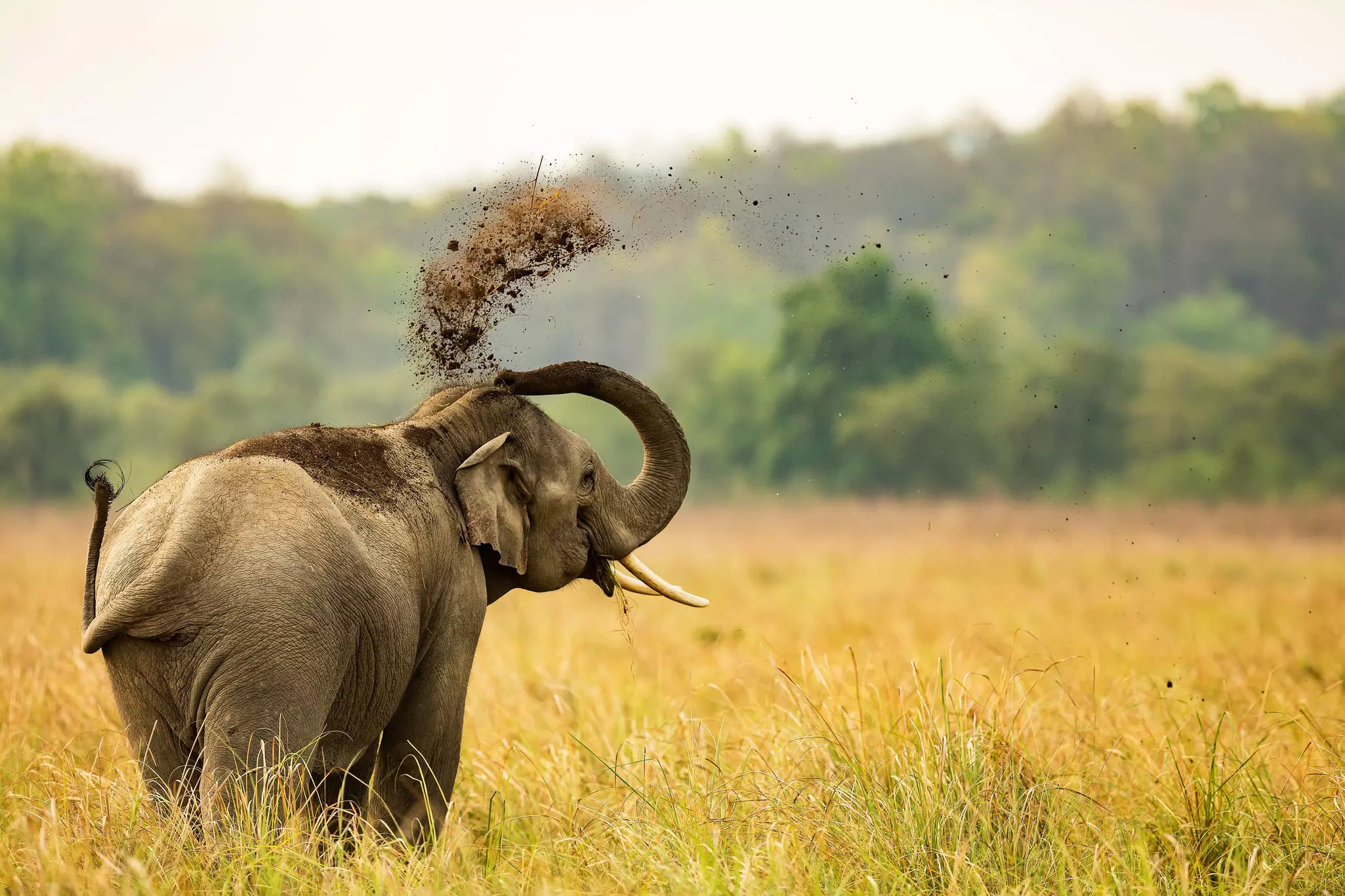 An Asiatic elephant at Corbett Tiger Reserve.