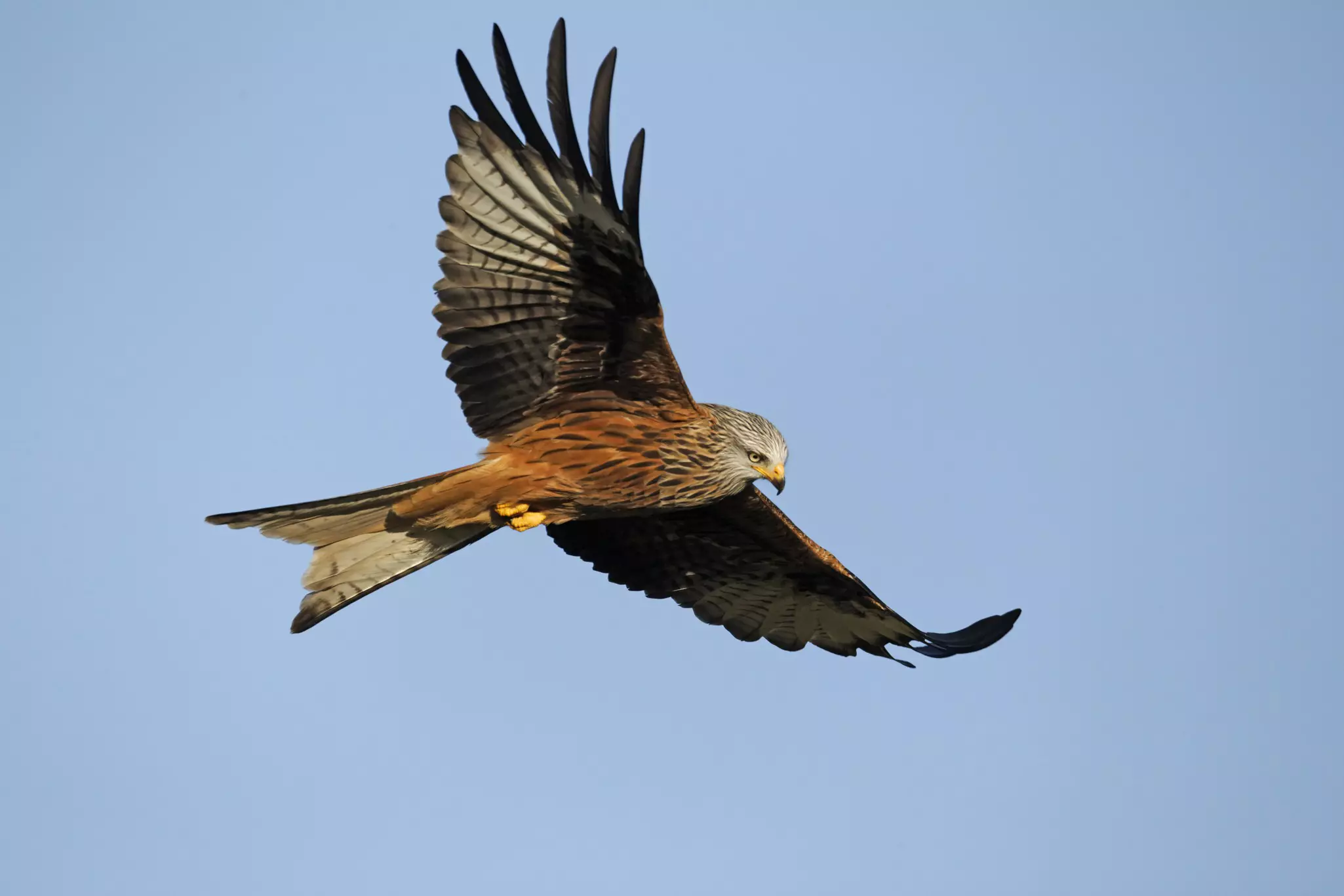 A red kite in flight at Gigrin Farm, Wales.