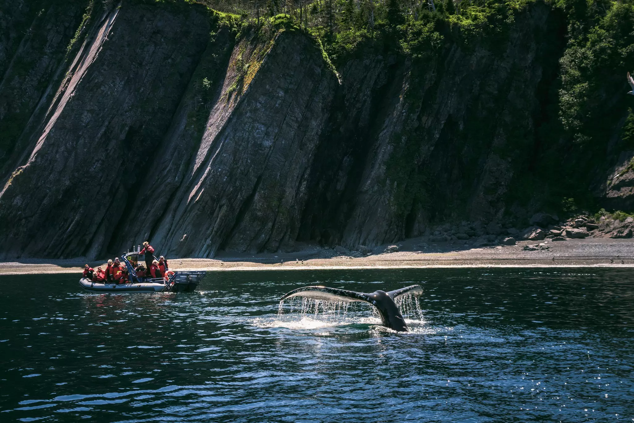Tourists watching a humpback whale in Trinity, Newfoundland, Canada.